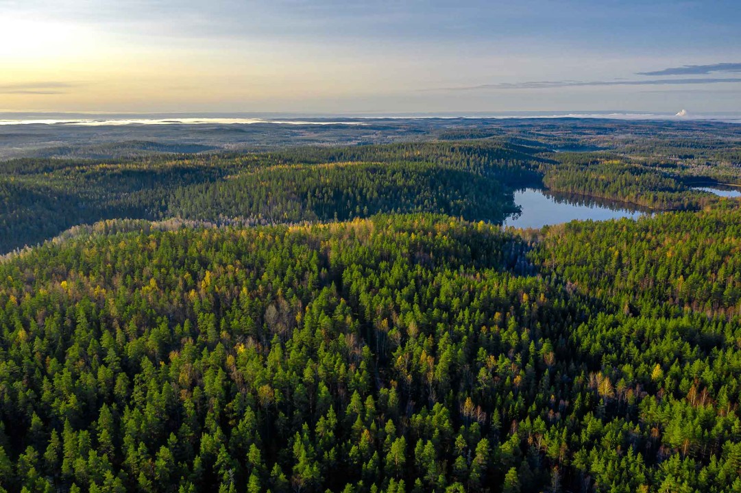 Forests of a Continent: Europe’s Green Threshold