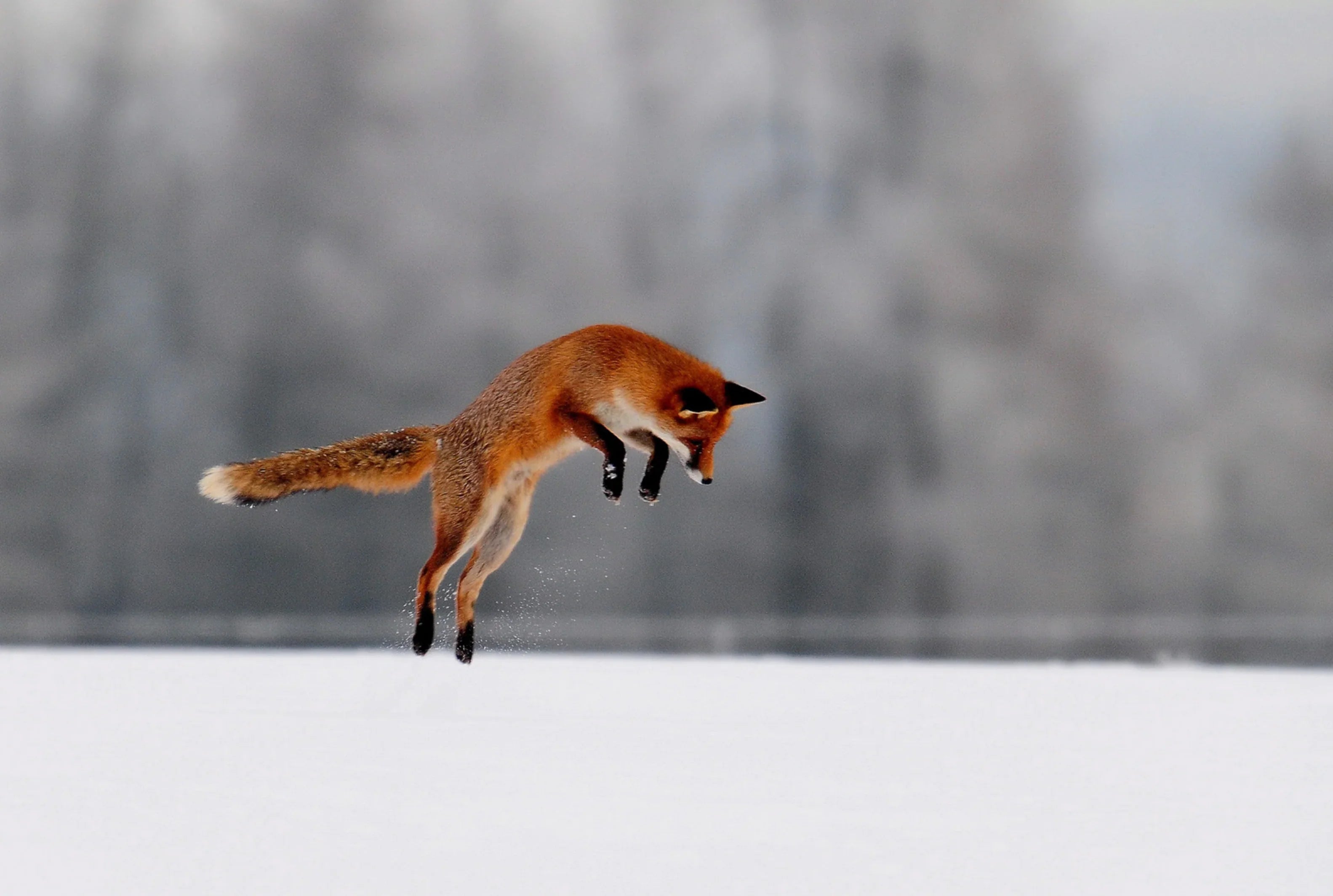Of Feathers and Fur: The Ecological Case for Regulating Fox Populations