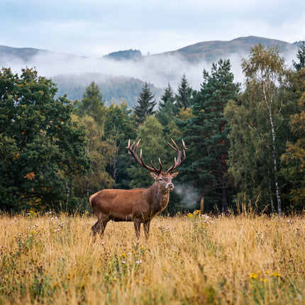 "Fritz" the Stag or how he became the Symbol of the Brand!