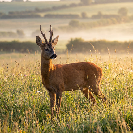 The Secret Seasons of Love – When Europe's Wildlife Finds a Mate