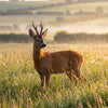 The Secret Seasons of Love – When Europe's Wildlife Finds a Mate