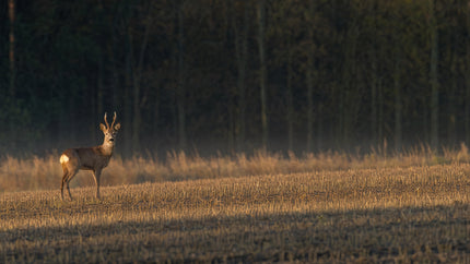 Roe Deer: The Animal We See Most and Know Least