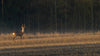Roe Deer: The Animal We See Most and Know Least