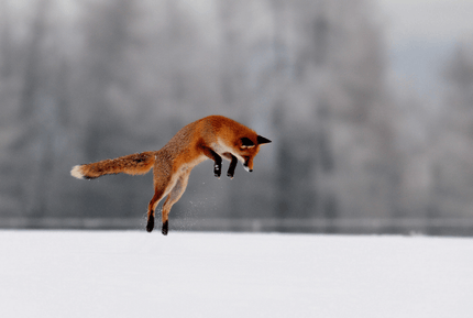 Of Feathers and Fur: The Ecological Case for Regulating Fox Populations - James Hunter - Nature and Beyond