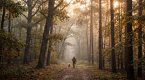 A misty autumn forest path with tall trees, golden sunlight streaming through the canopy, and a person walking with a small dog.